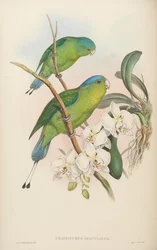 Prioniturus spatuliger